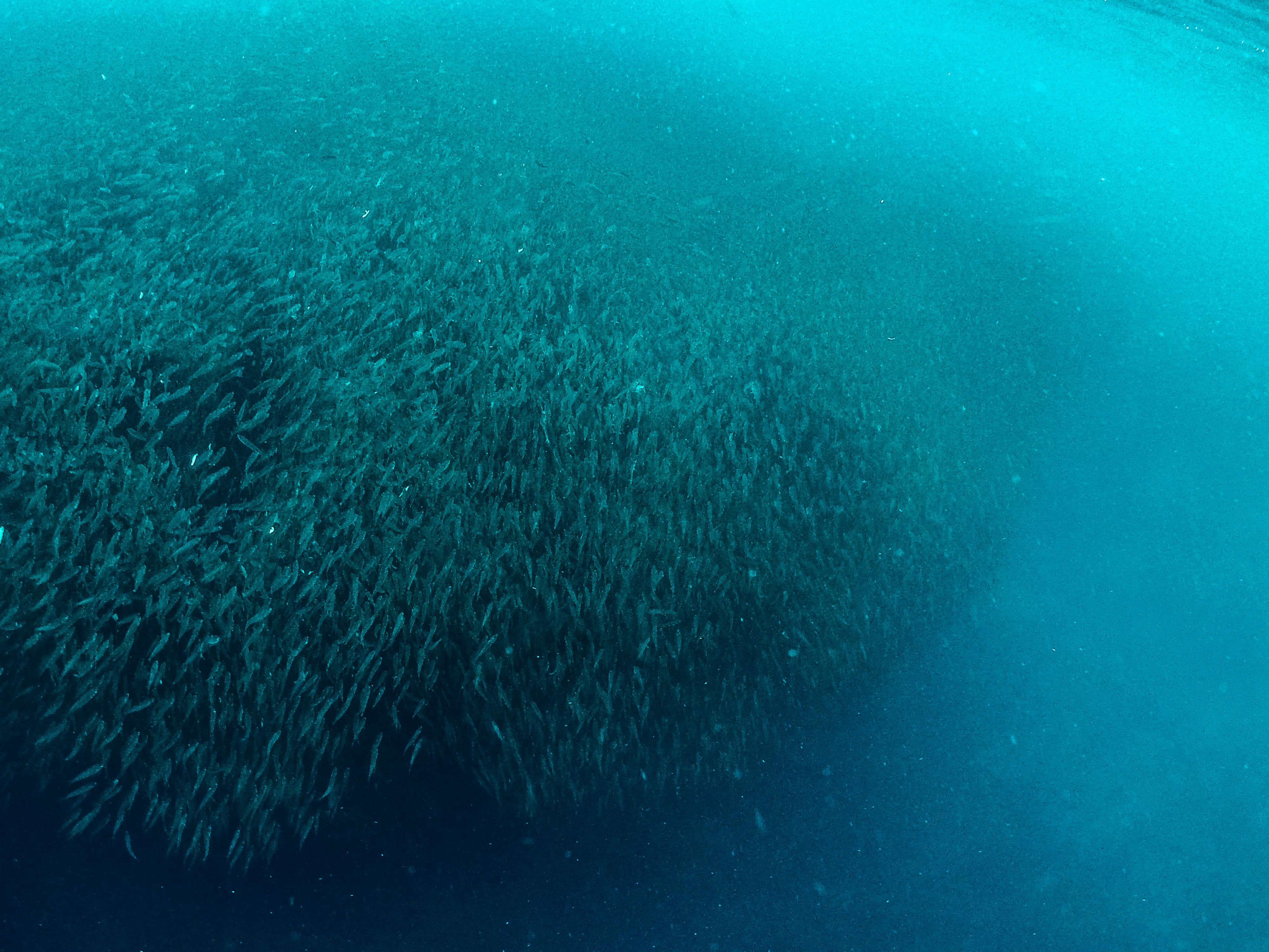 Sardines Run, diving in the Philippines