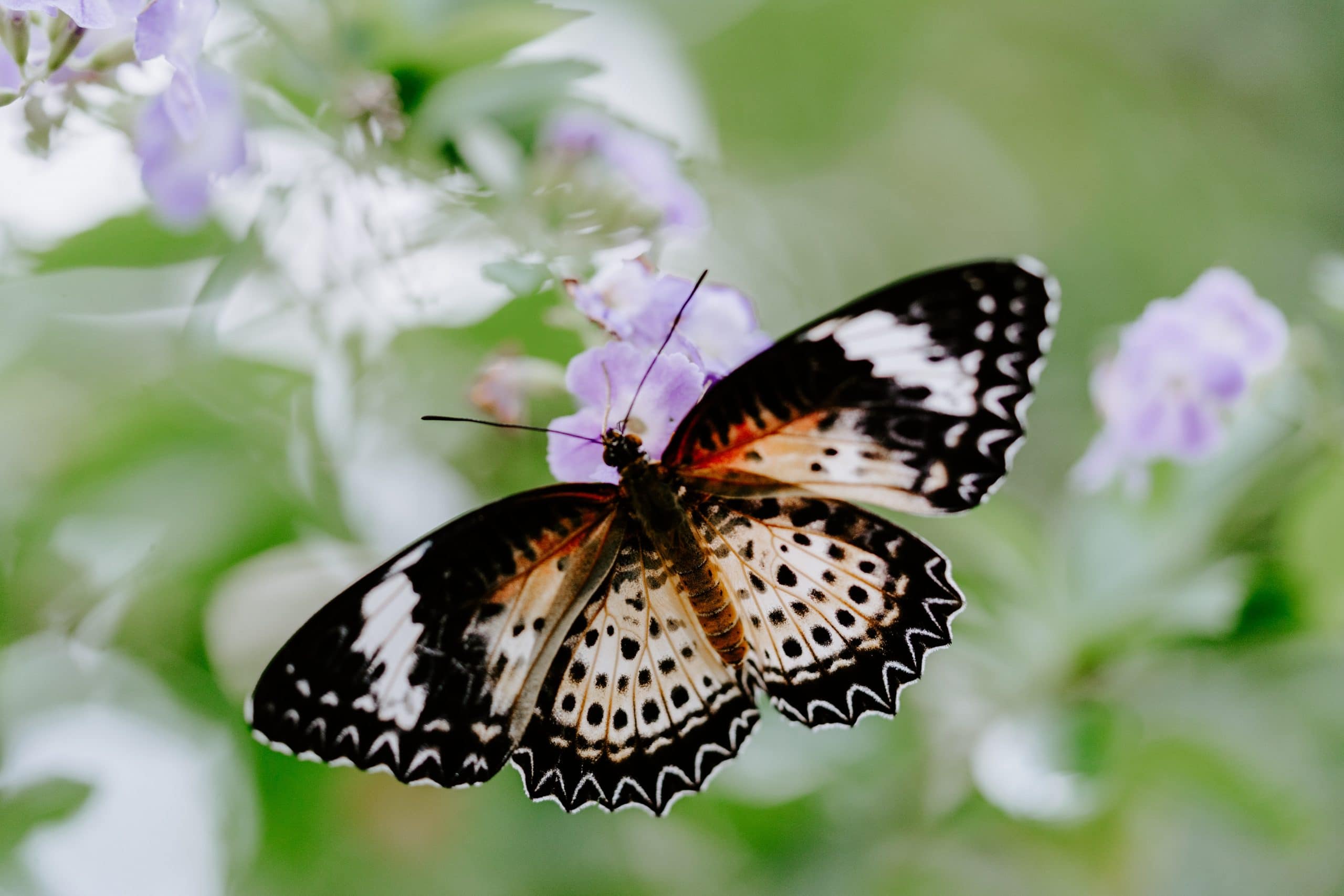 Siquijor Butterfly Sanctuary,  siquijor tourist spots, things to do in siquijor