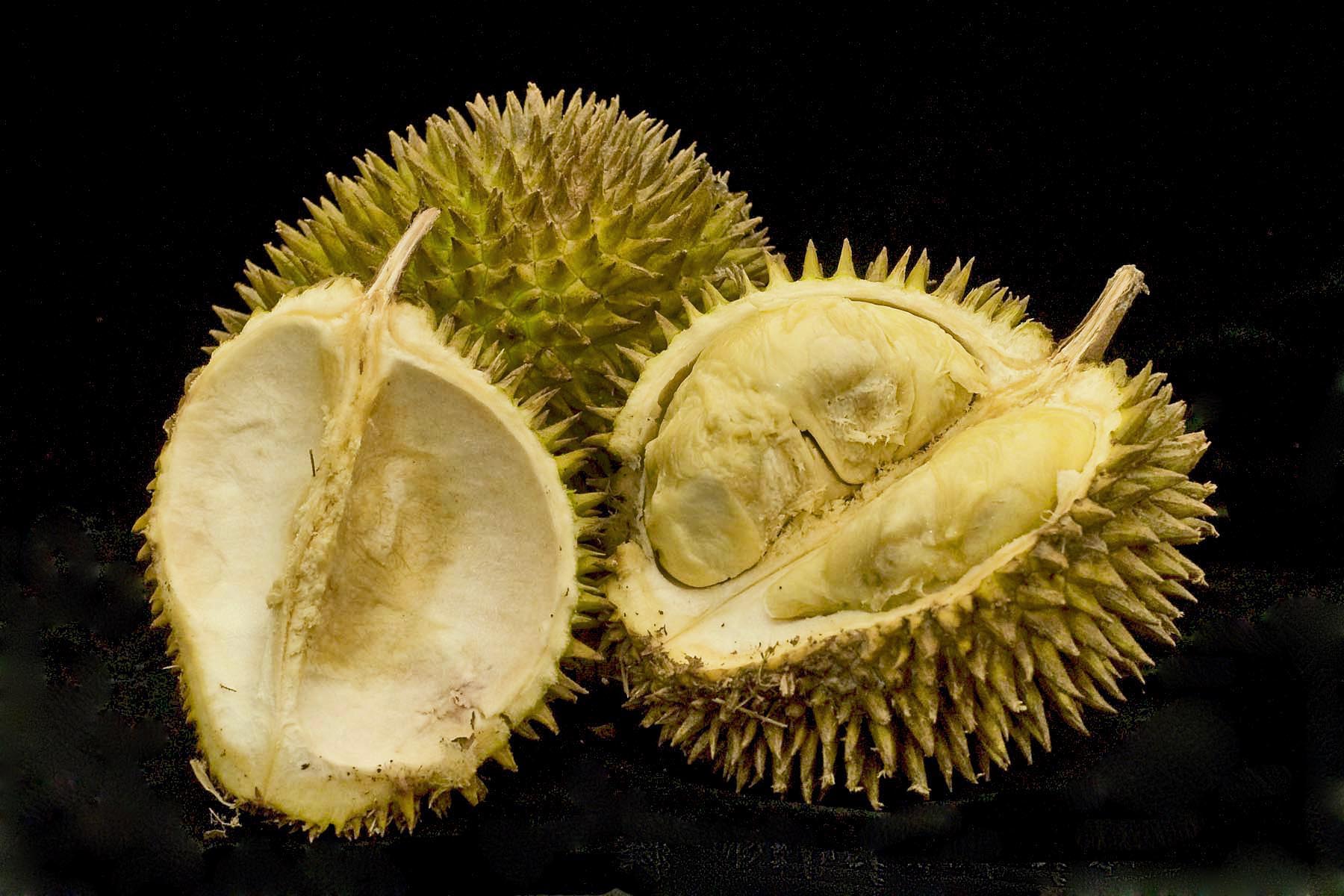 Durian, davao travel guide, things to do in davao, davao city tourist spots, where to stay in davao, what to eat in Davao