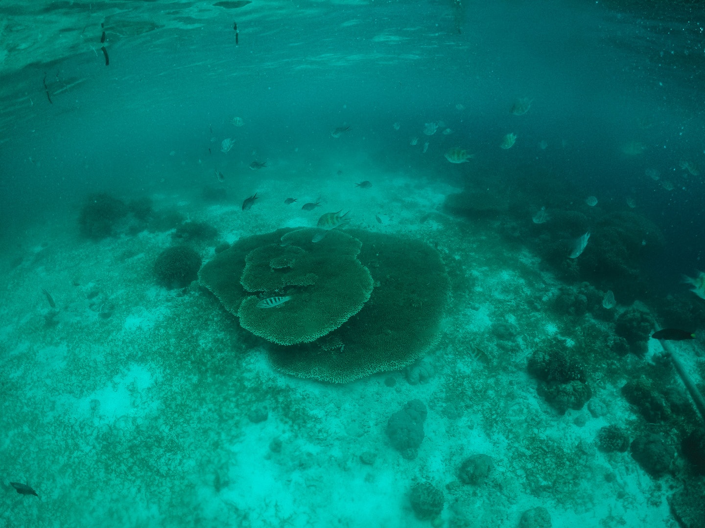 Things to do in Puerto Galera, snorkeling in Puerto Galera, Puerto Galera Itinerary