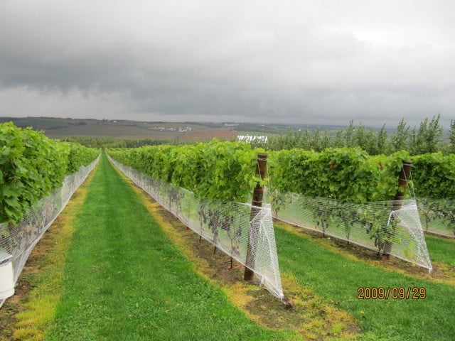 La Union tourist spots, La Union travel guide, grape farm