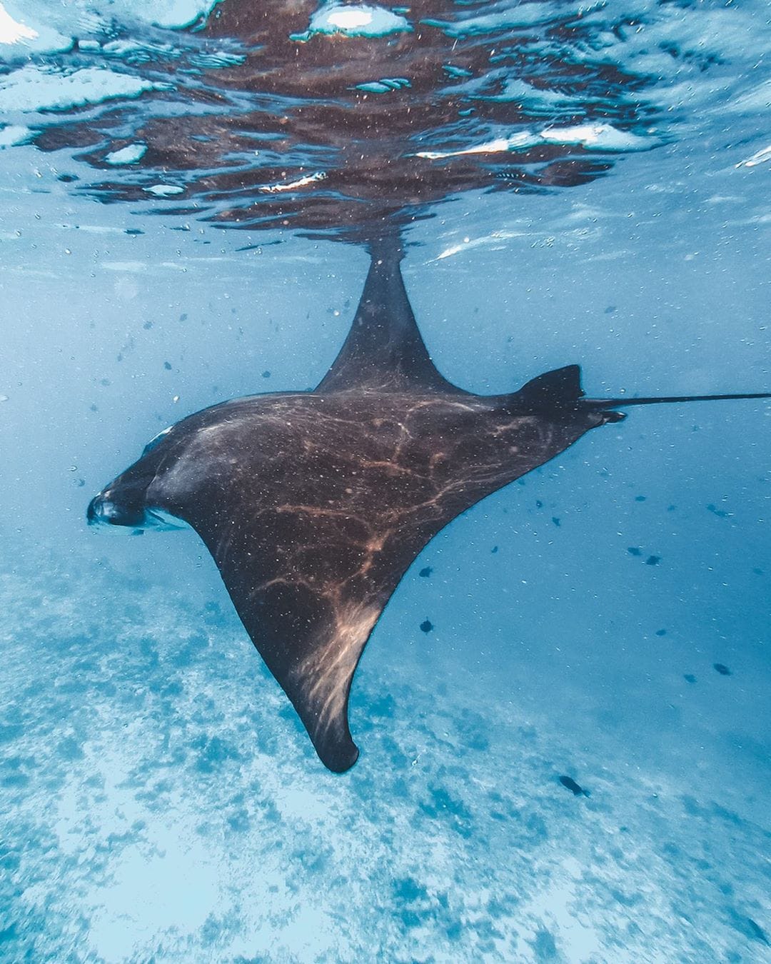 Resort vs Local Island: Which is Better in the Maldives 2 Luxury resorts vs local islands in Maldives, Watching Manta Rays in Maldives