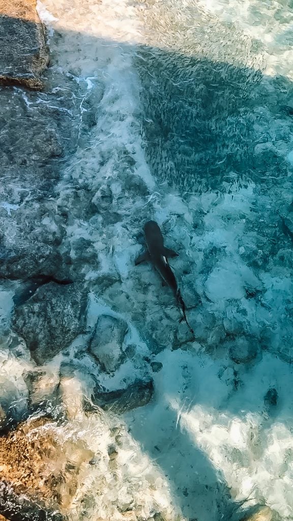 sharks in Maldives, things to know before visiting Maldives