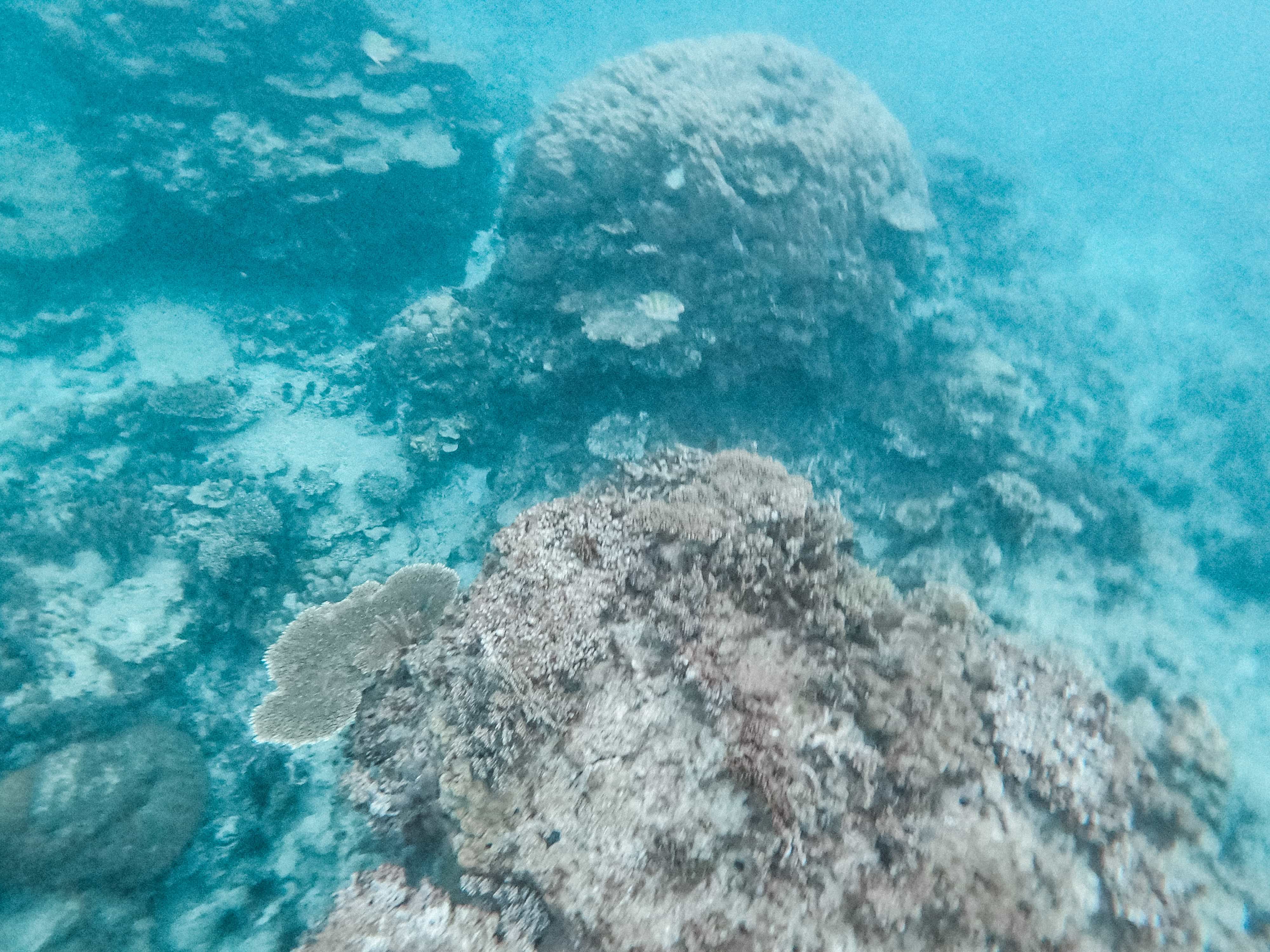 Calaguas 0022602