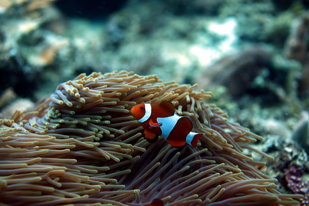 Balicasag island, diving in the Philippines