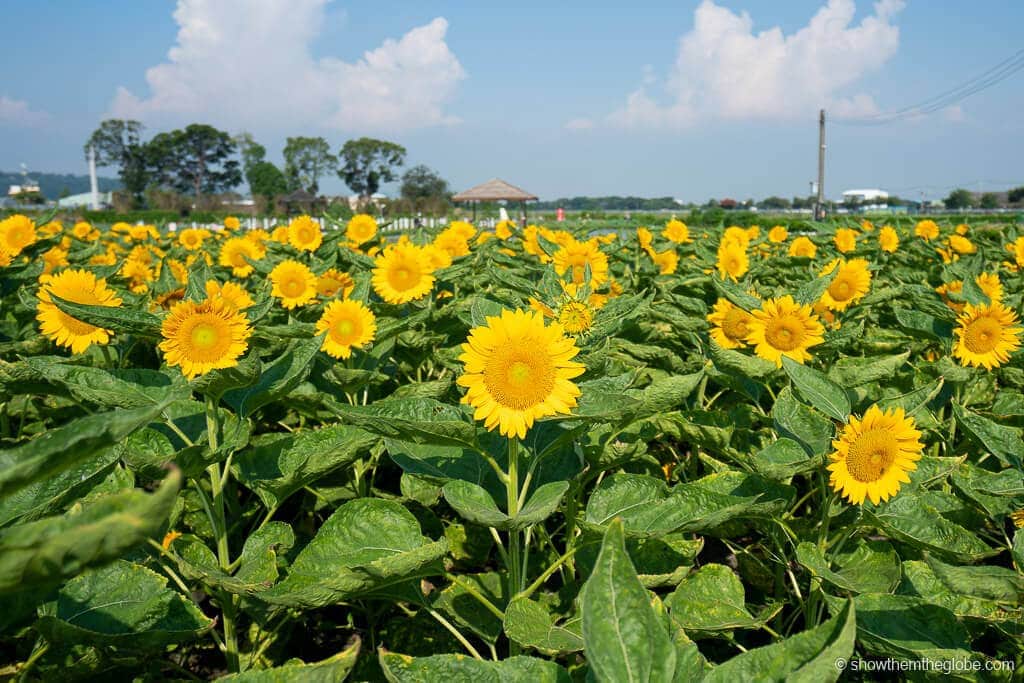 Zhongshe Flower Market