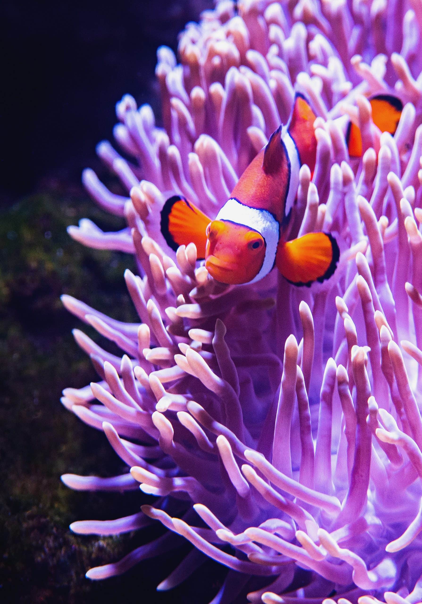 diving in the Philippines, Tubbataha Reef