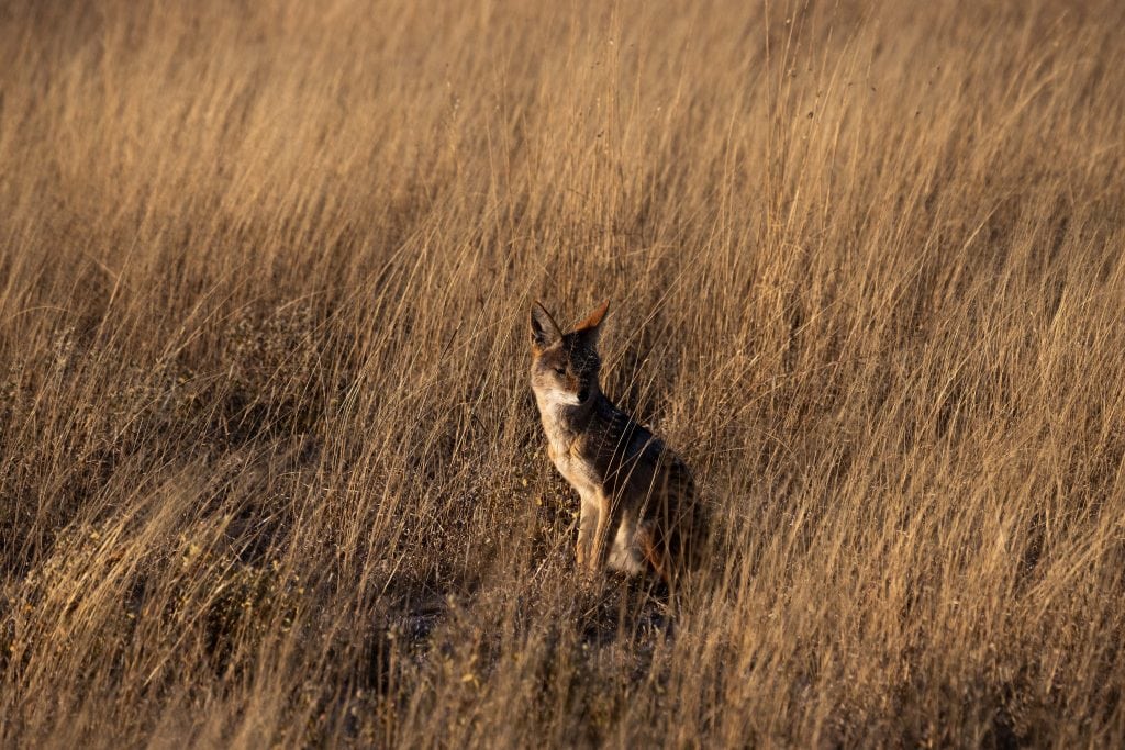 Kalahari Game Reserve, Botswana, Top 6 Self-Drive Parks of Africa