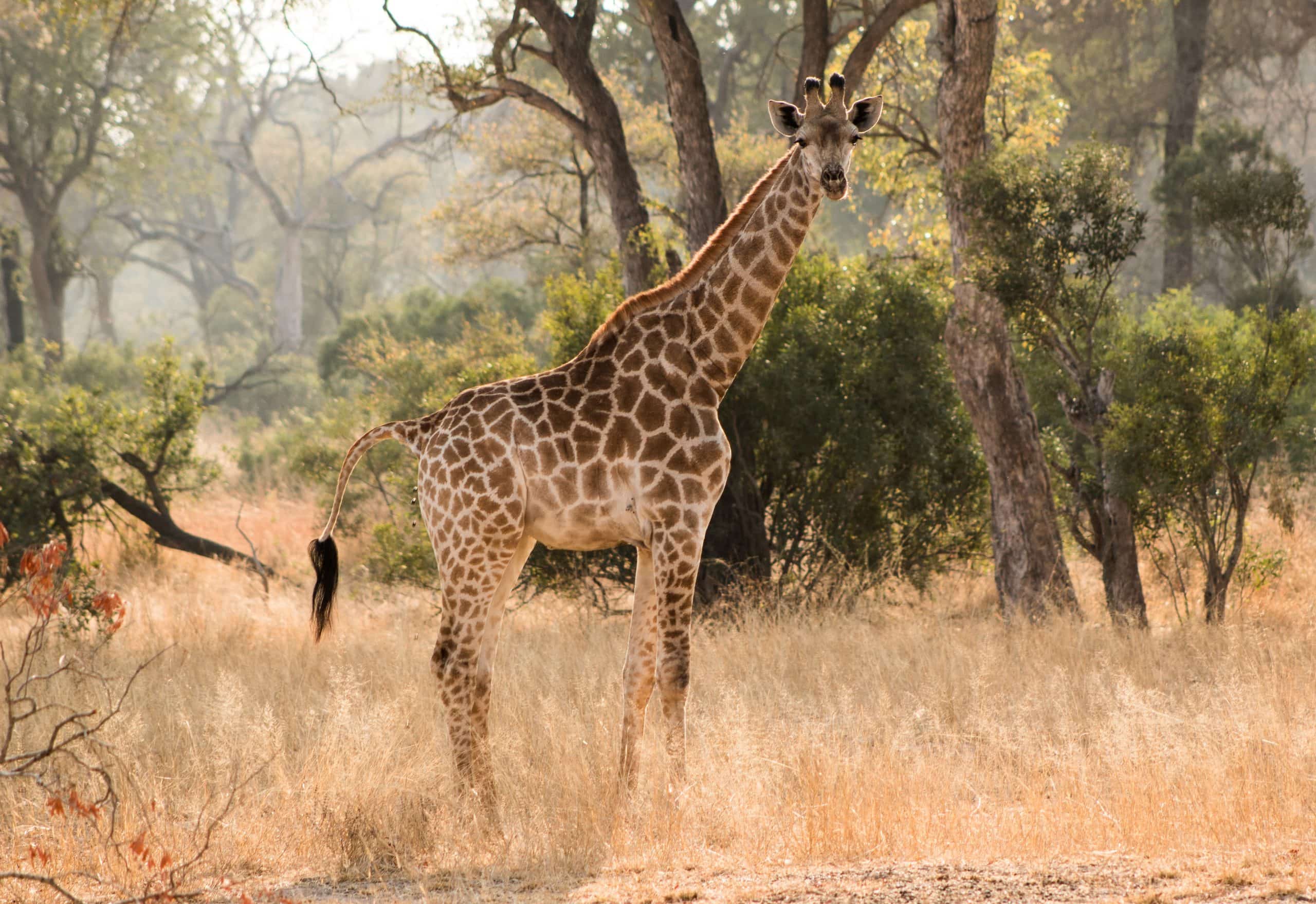 11 Mistakes to Avoid in Cape Town and How to Avoid Them 9 Kruger National Park South Africa scaled