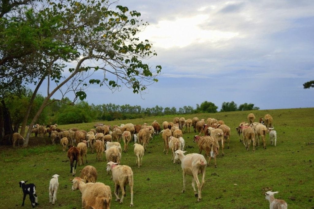 PMP Paradise Farm, nueva ecija tourist spots, things to do in nueva ecija, manila to nueva ecija