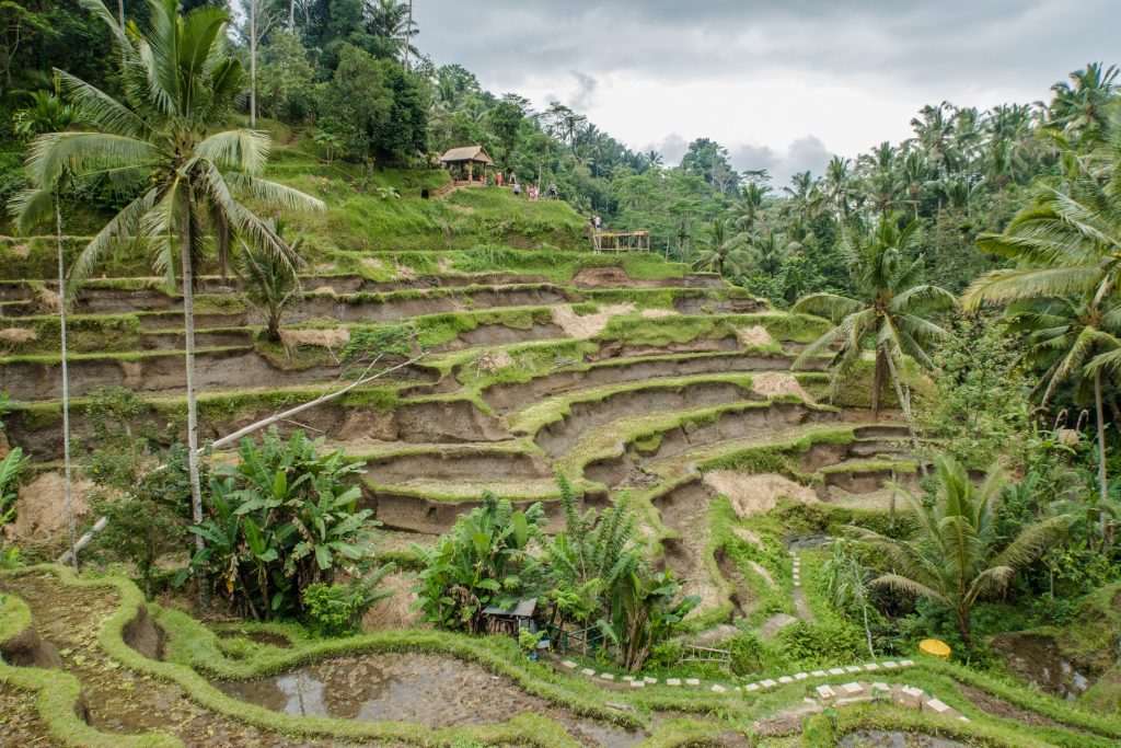 A Perfect 3 Days Ubud Itinerary And Day Trips 8 tegallalang bali, Ubud itinerary