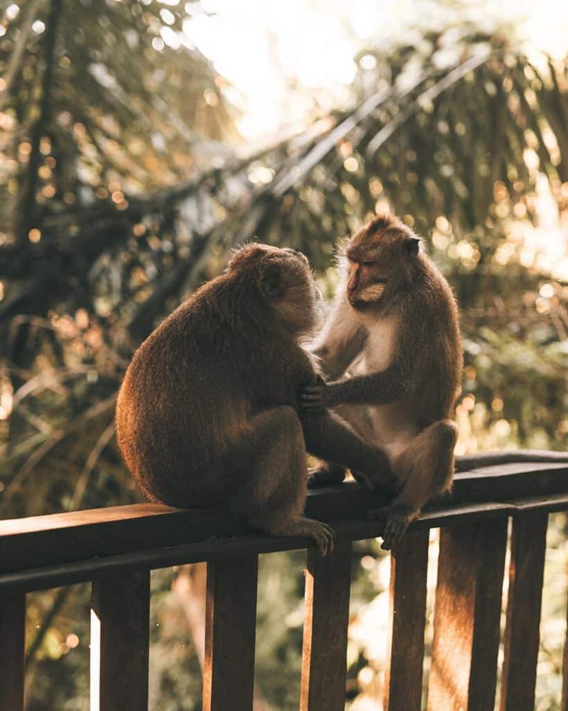 A Perfect 3 Days Ubud Itinerary And Day Trips 12 Moneky forest, Kecak dance, Ubud itinerary
