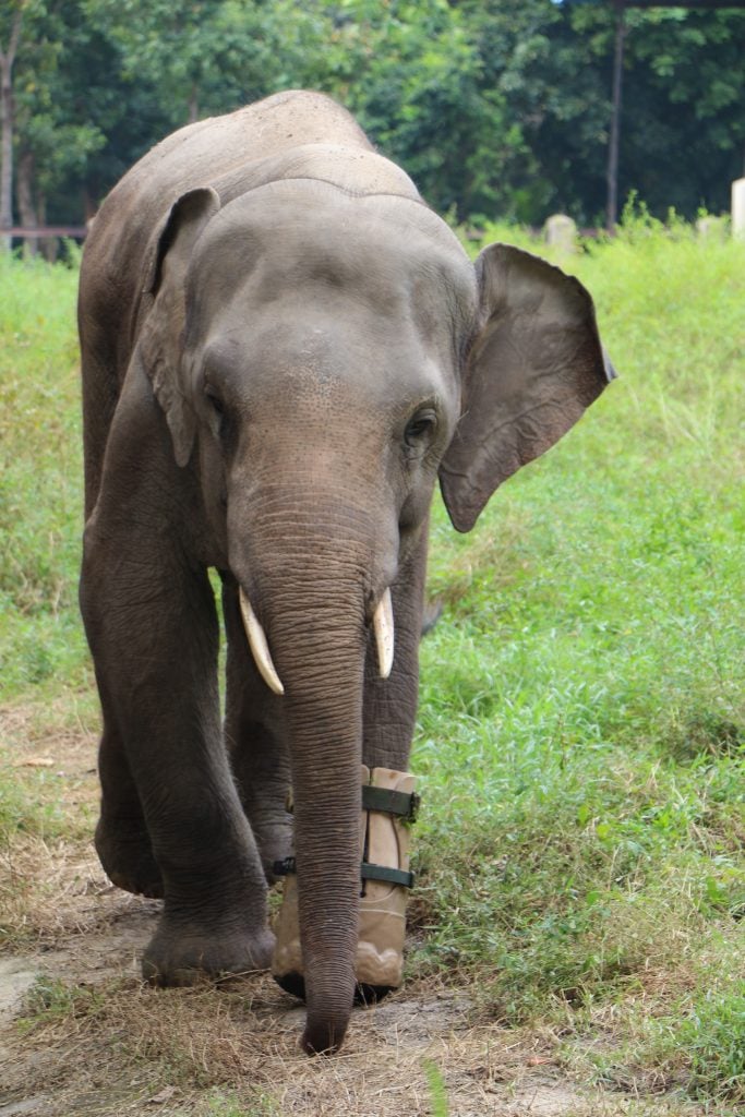 Cambodia travel tips, things to know before visiting Cambodia, facts about Cambodia, don't ride elephants in Cambodia