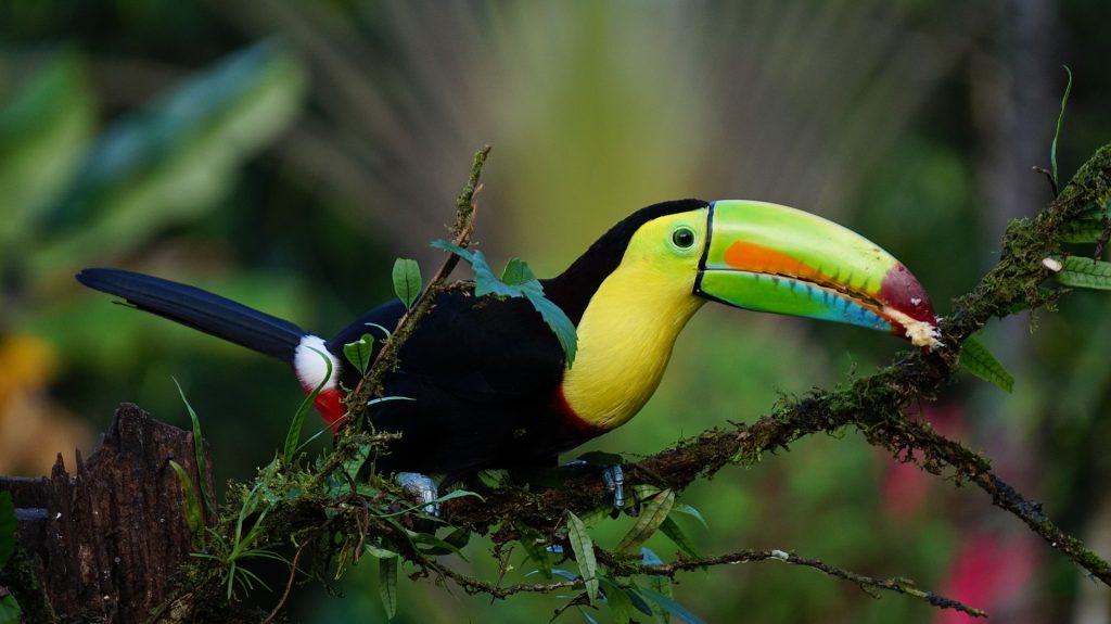 Costa Rica travel tips, things to know before visiting Costa Rica, facts about Costa Rica