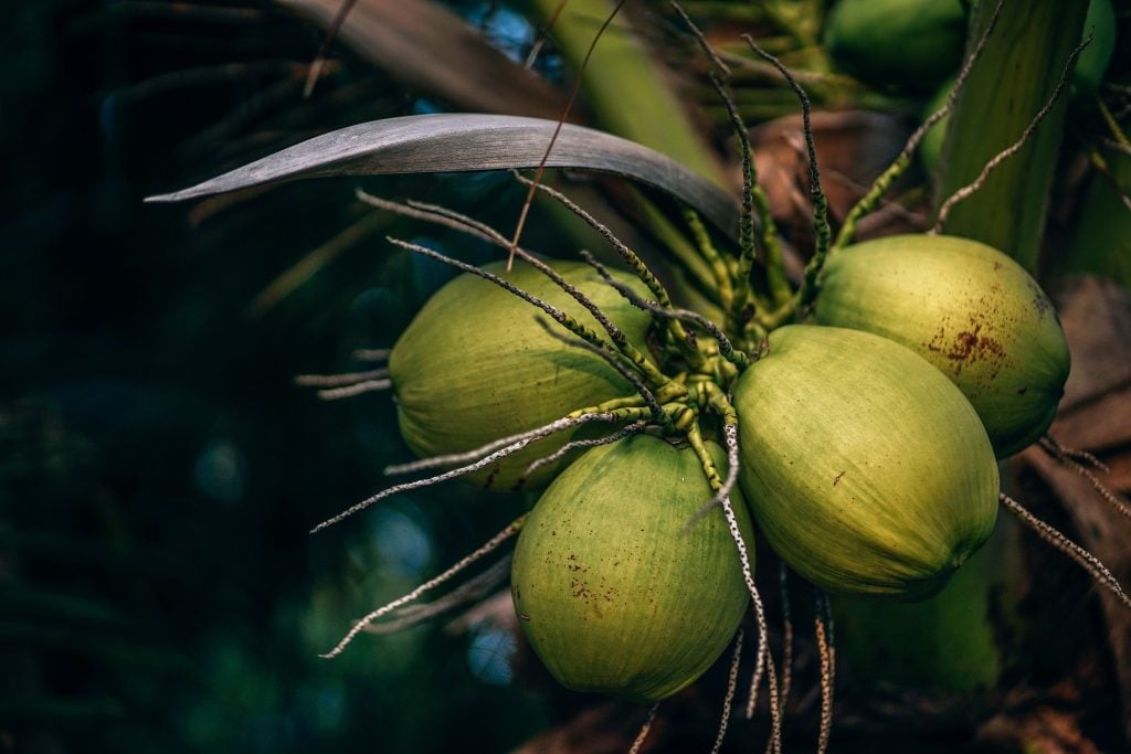 Costa Rican food, food in Costa rica, costa rican dishes, Costa Rican cuisine, Pipa Fria