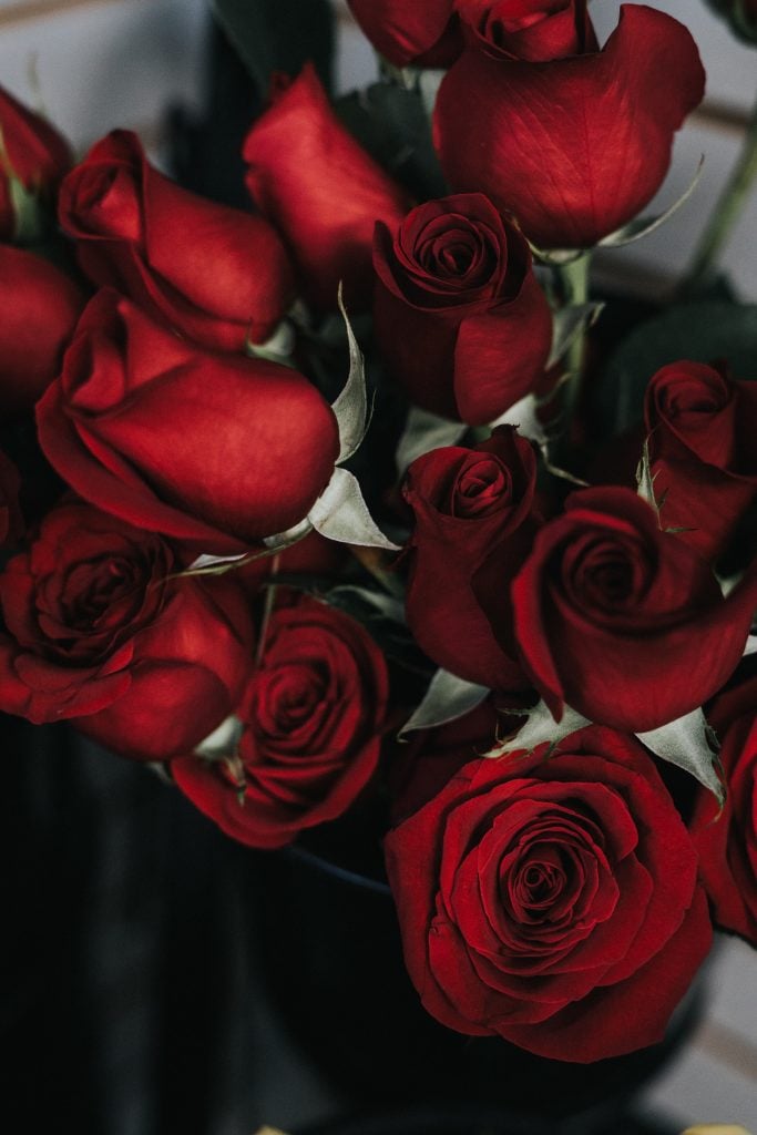 Roses in Ecuador,