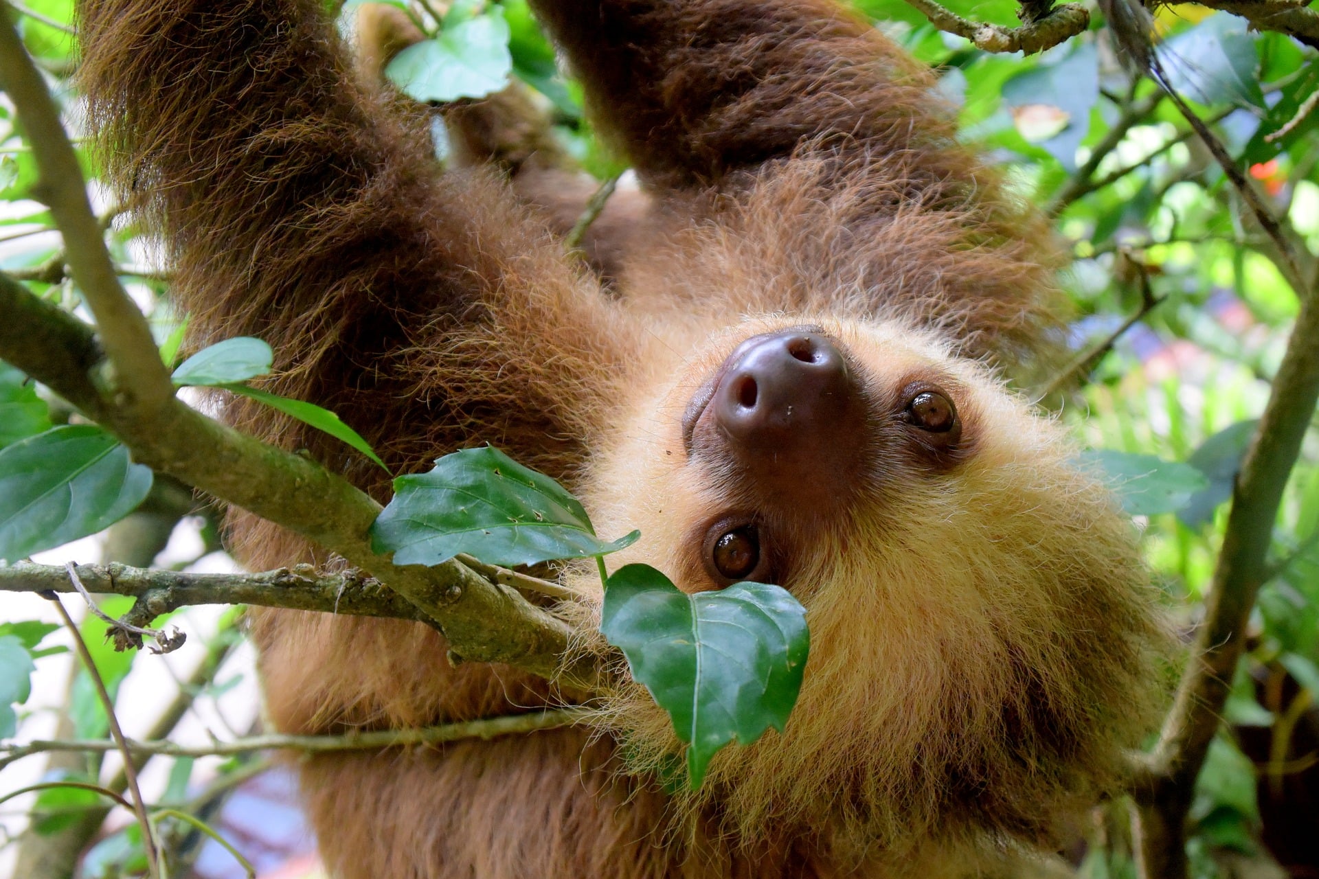 Best Apps for Outdoors And Hiking, Panama travel tips, things to know before visiting Panama, facts about Panama, sloths