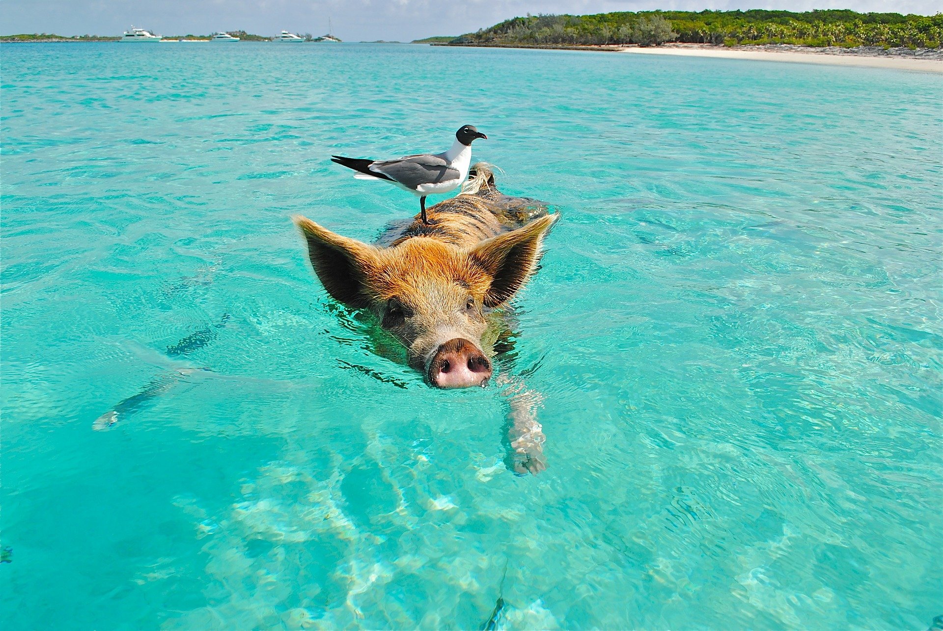 Bahamas Travel Tips, things to know before visiting Bahamas, facts about Bahamas, Exuma Cays Land and Sea Park