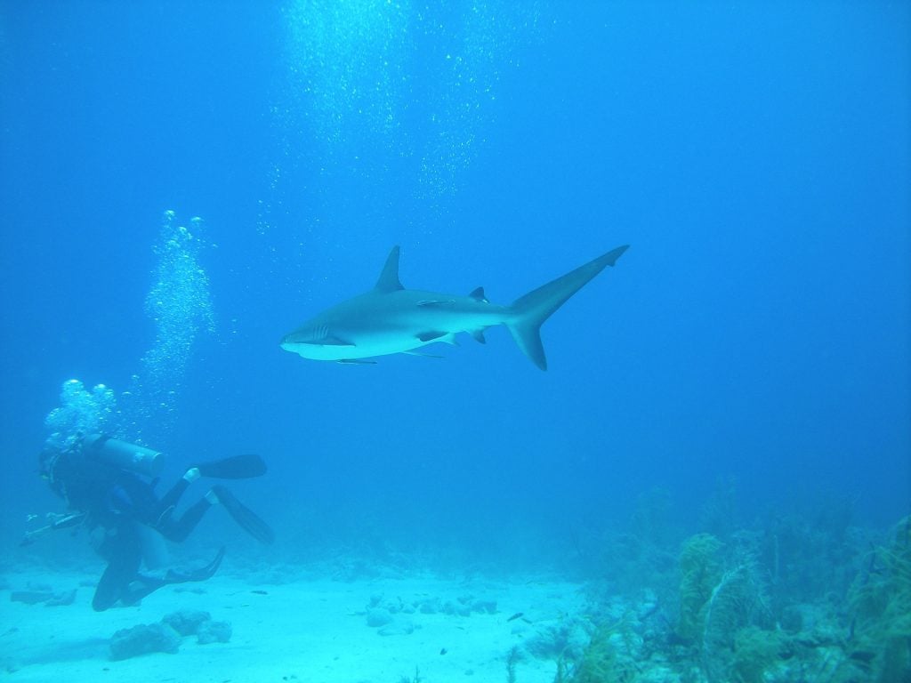 Bahamas Travel Tips, things to know before visiting Bahamas, facts about Bahamas, Diving in Bahamas
