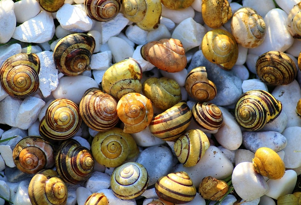 Caracóis, Portuguese Food, Portuguese cuisine, traditional Portuguese food, food in Portugal, Portuguese dishes