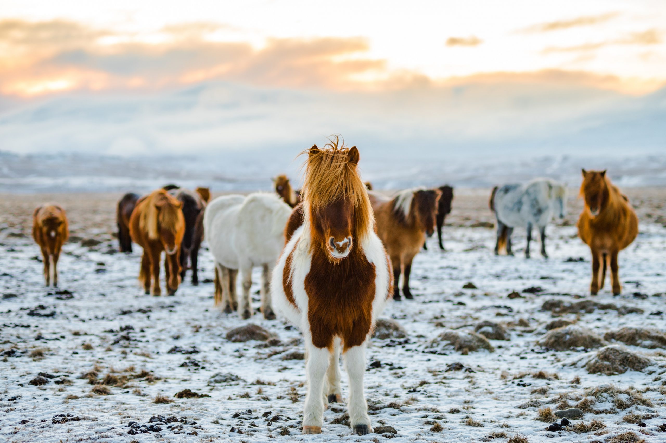 What to pack when traveling in Iceland 7 scaled