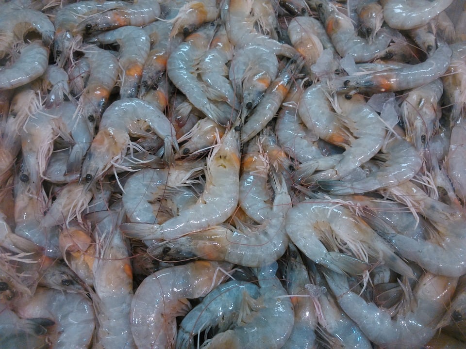 Belgium Food, Belgium cuisine, Traditional Belgium Food, food in Belgium, Belgium dishes, Belgian food, Belgian dishes, Belgian cuisine, grey shrimps