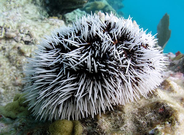 Sea Eggs Barbados, 