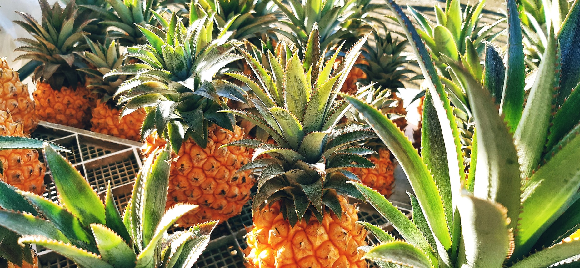 Mauritian snacks, Traditional Mauritian snacks and desserts, Mauritius desserts, Mauritius cuisine, traditional snacks and desserts in Mauritius, Mauritian dishes, pineapple