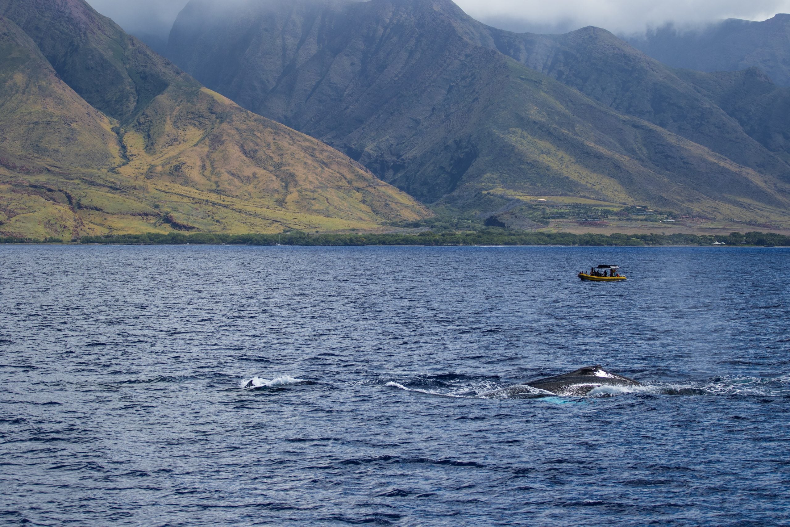 How To Get From Kapalua Airport To Lahaina - All Possible Ways, cheapest way from Kapalua airport to Lahaina, Kapalua airport to Lahaina, Maui Airport Bus To Lahaina