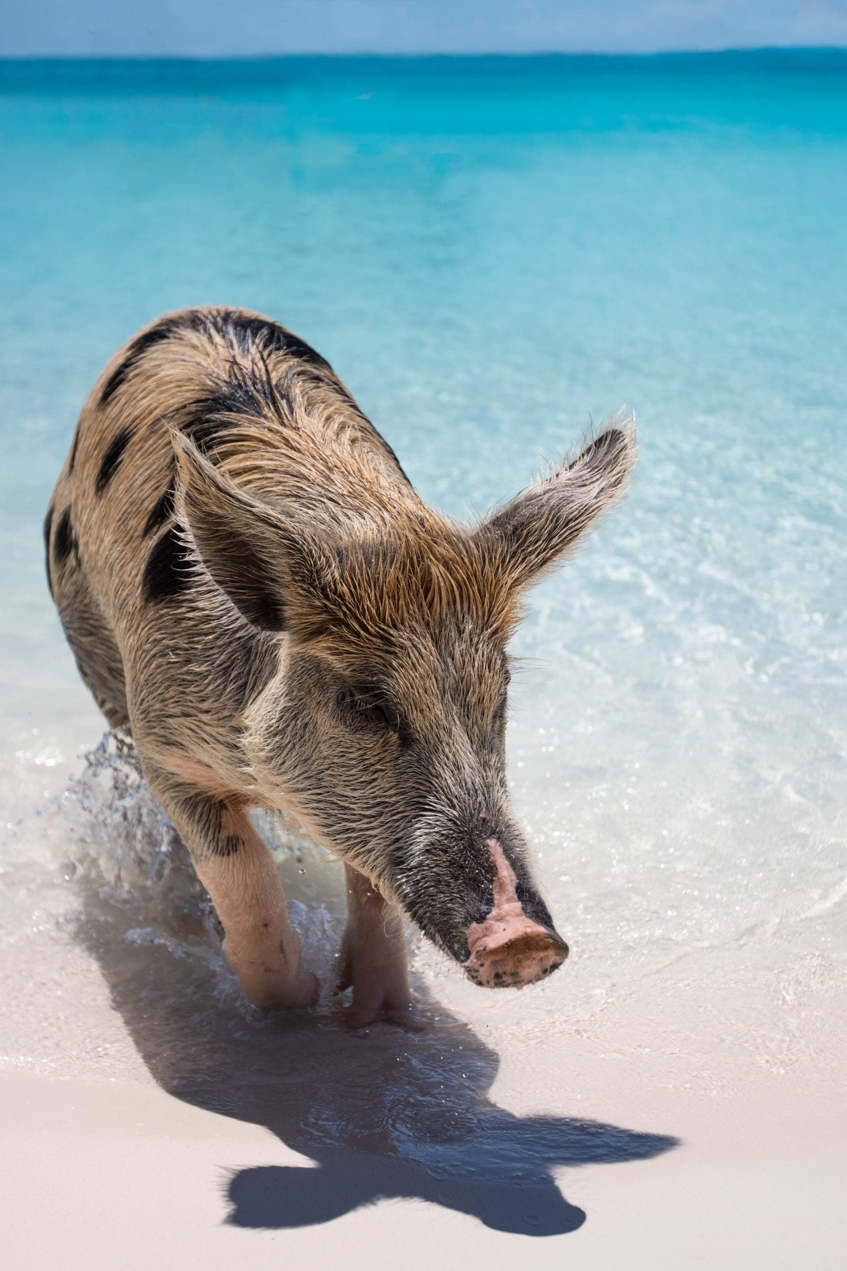 Comparison Turks and Caicos vs Bahamas - Where to Go on Your Next Vacation 6 Turks and Caicos vs Bahamas - Where to Go on Your Next Vacation