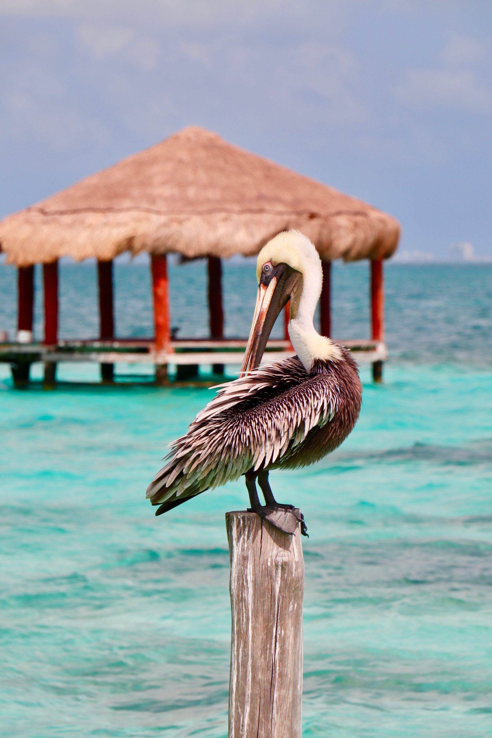 How To Get From Playa Del Carmen to Puerto Morelos - All Possible Ways, cheapest way from Playa Del Carmen to Puerto Morelos, Playa Del Carmen to Puerto Morelos, ado bus Playa Del Carmen to Puerto Morelos, shared van Playa del carmen to Puerto Morelos, Colectivo Playa Del Carmen to Puerto Morelos, Uber from Playa Del Carmen to Puerto Morelos, taxi from playa del carmen to Puerto Morelos