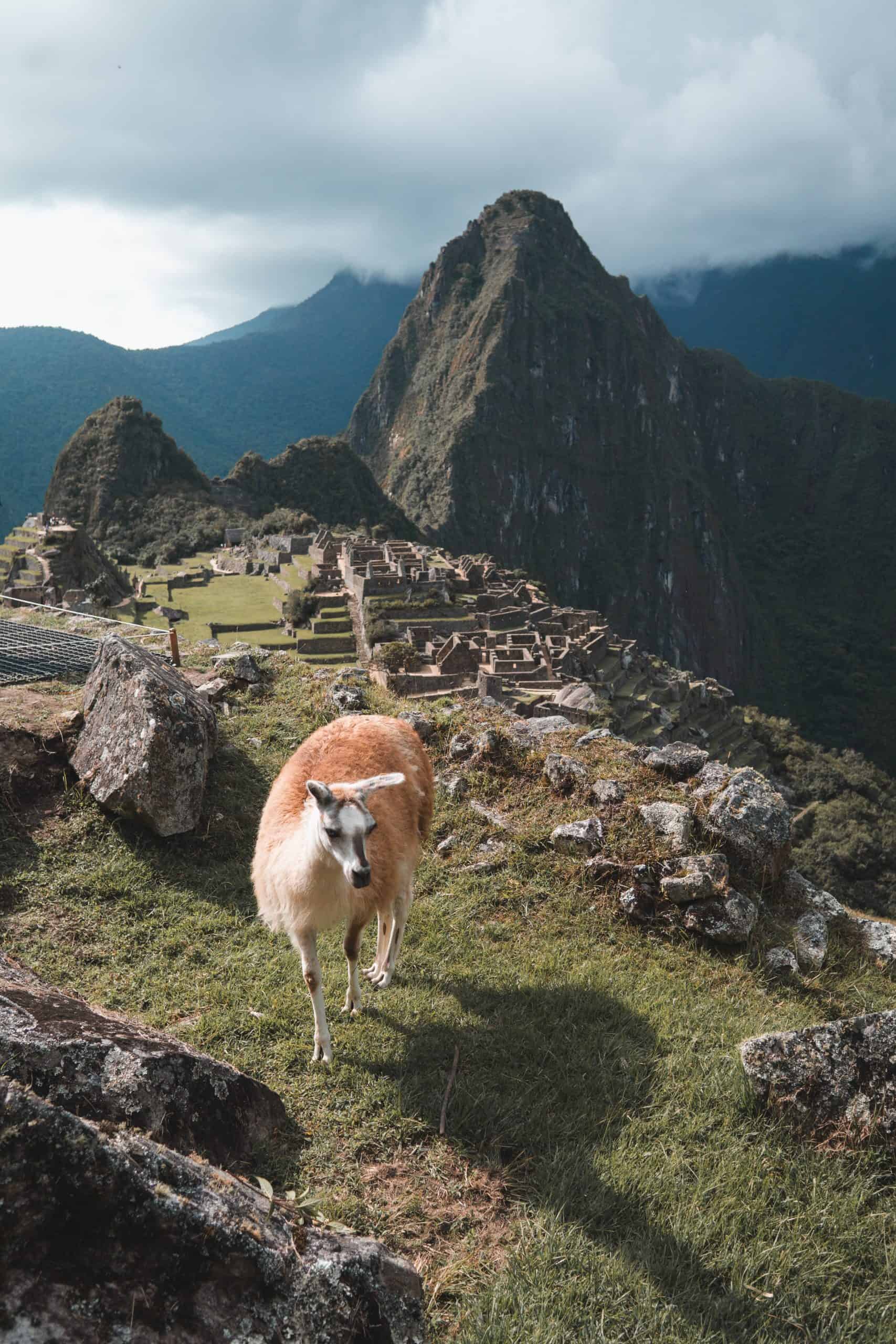 Llama in Machu Picchu Peru scaled