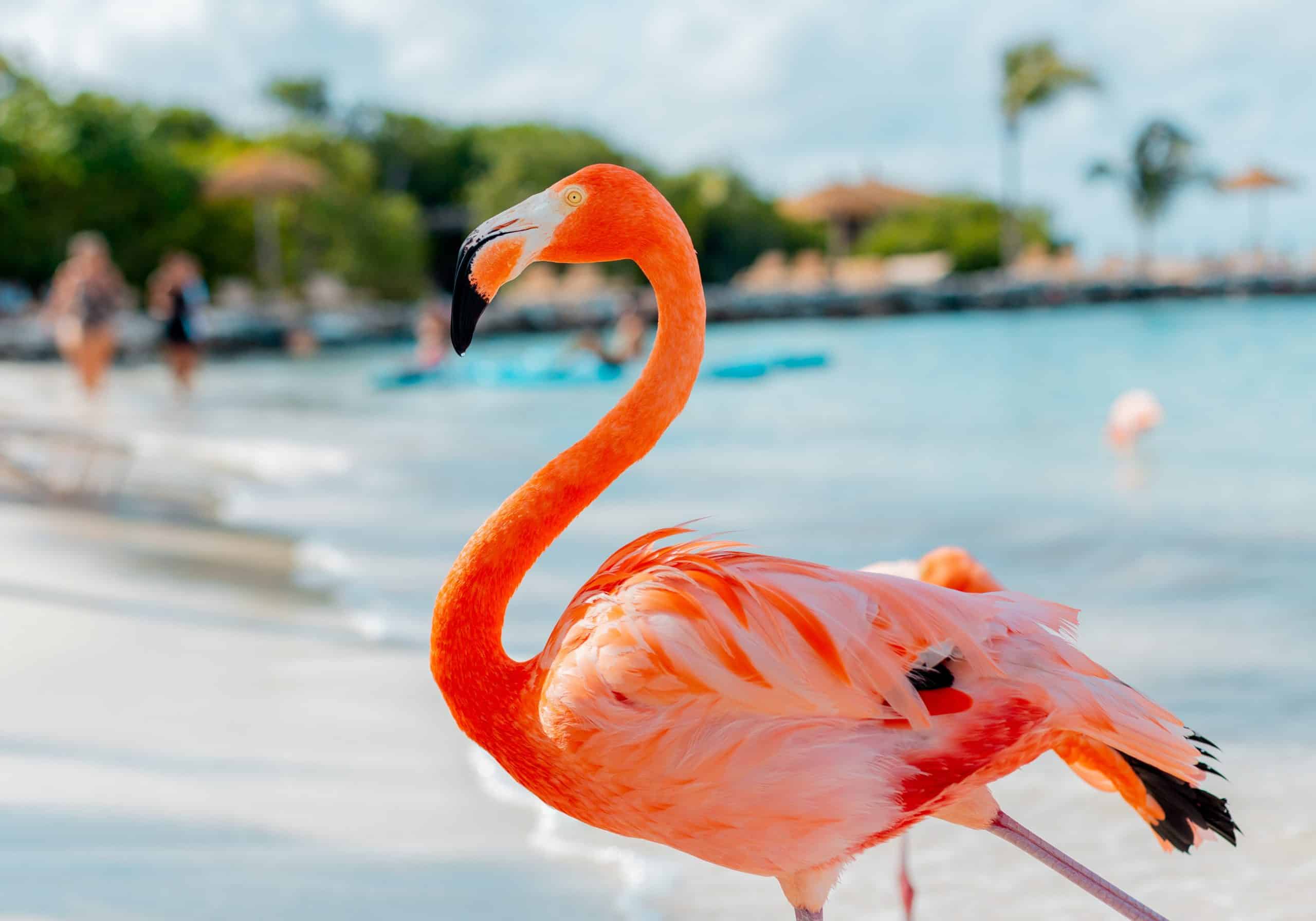 Don’t Do This in Aruba: 20 Things Not to Do in Aruba 5 Don’t Do This in Aruba: 20 Things Not to Do in Aruba