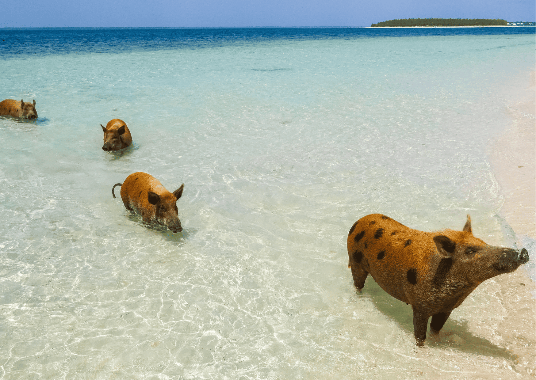 The 12 Most Breathtaking Caribbean Islands You Need on Your Bucket List 5 12 Most Beautiful Caribbean Islands to Visit, Costa Rica vs Bahamas - Which is the Better Vacation?
