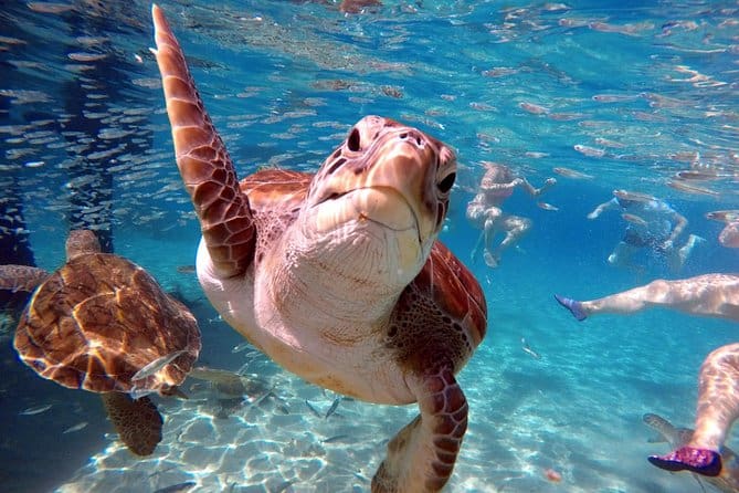 Swim with Sea Turtles Grote Knip Beach 2