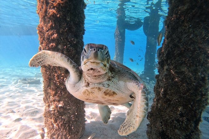 Swim with Sea Turtles Grote Knip Beach