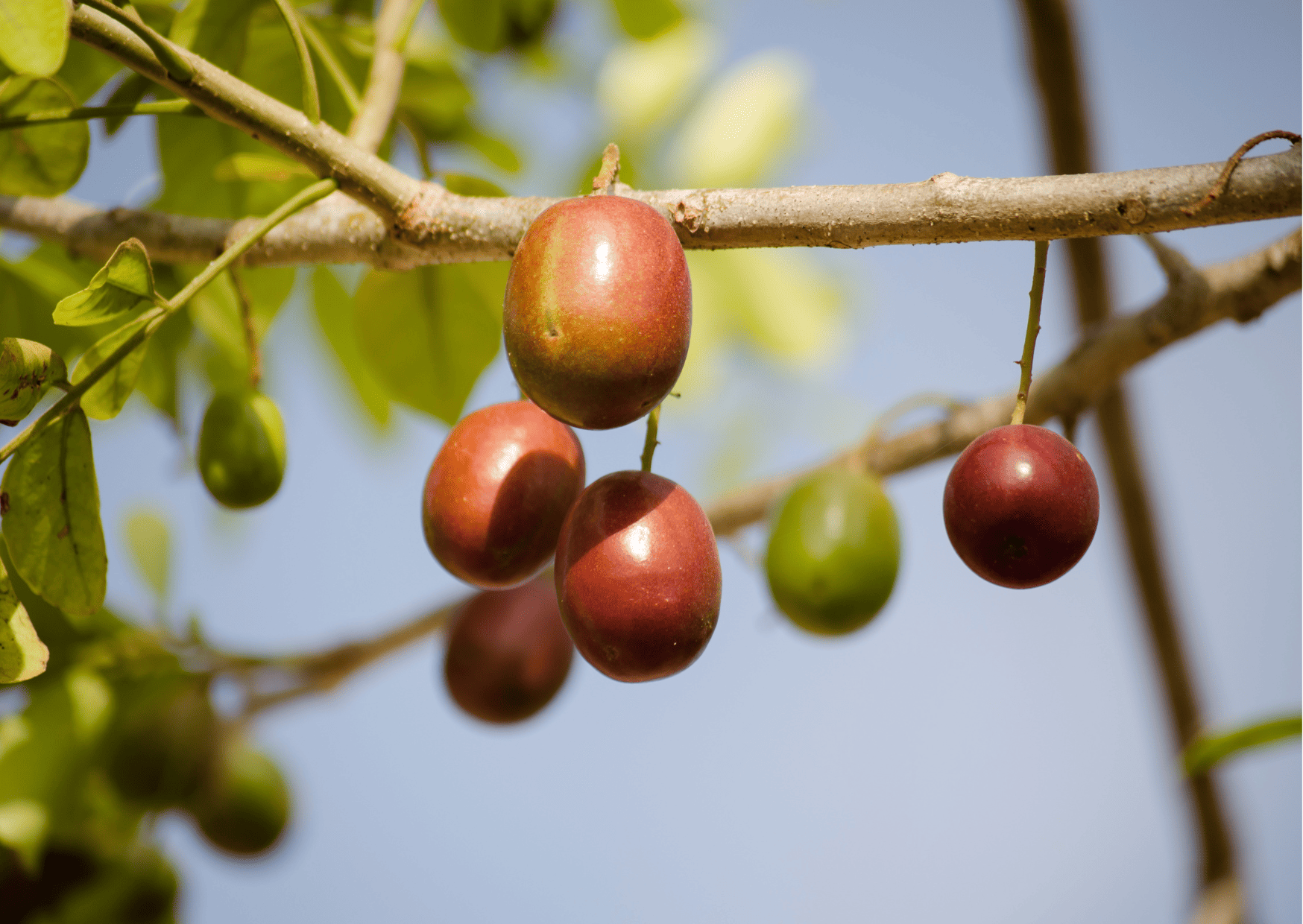 Nicaragua Fruits – 20 Exotic Nicaraguan Fruits and What Fruits in Nicaragua to Never Miss
