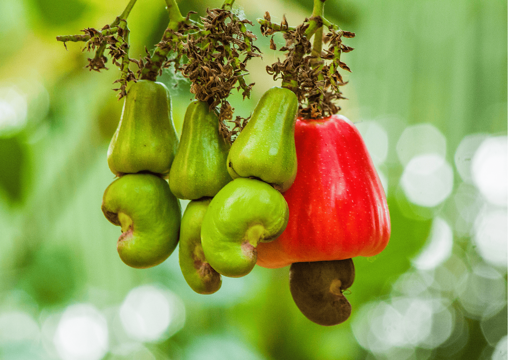 Nicaragua Fruits – 20 Exotic Nicaraguan Fruits and What Fruits in Nicaragua to Never Miss
