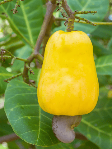 Nicaragua Fruits – 20 Exotic Nicaraguan Fruits and What Fruits in Nicaragua to Never Miss