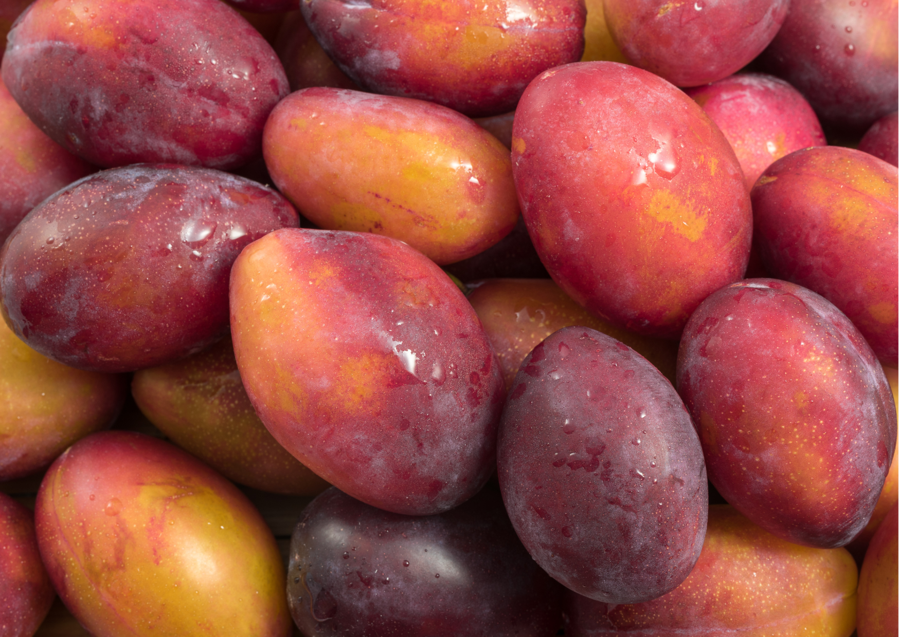 Fruits in Panama - 32 Exotic Panamanian Fruits You Need to Try When in Panama 15 Ciruela or Plum Fruits in Panama Panamanian Fruits Exotic Fruits in Panama