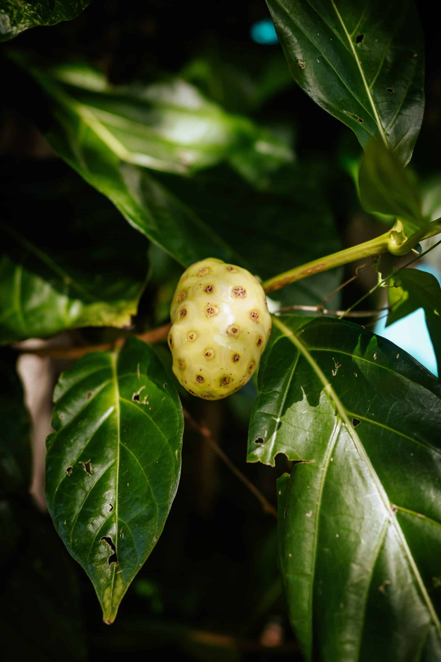 Exotic El Salvador Fruits - 30 Fruits in El Salvador to Try