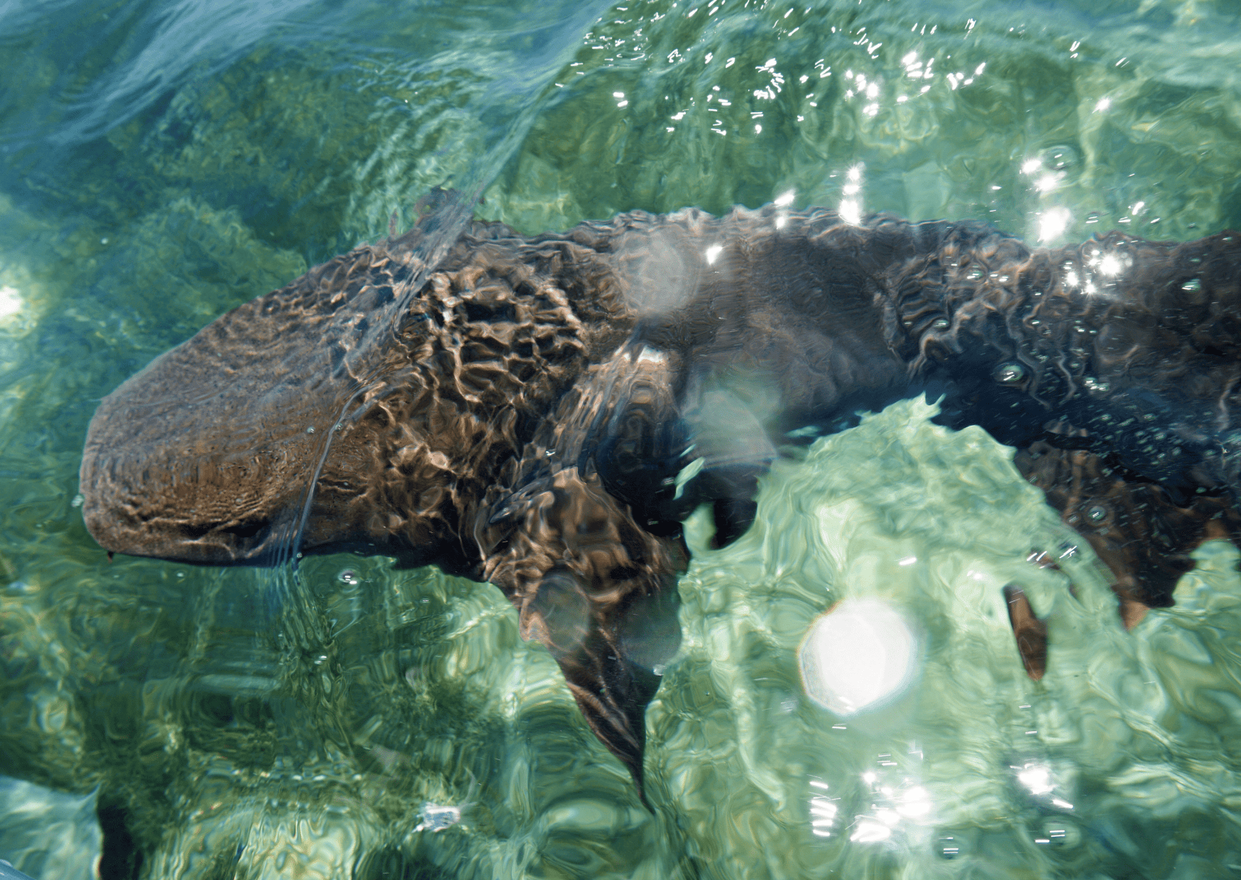 Caye Caulker vs Ambergris Caye - Which is a Better Vacation?