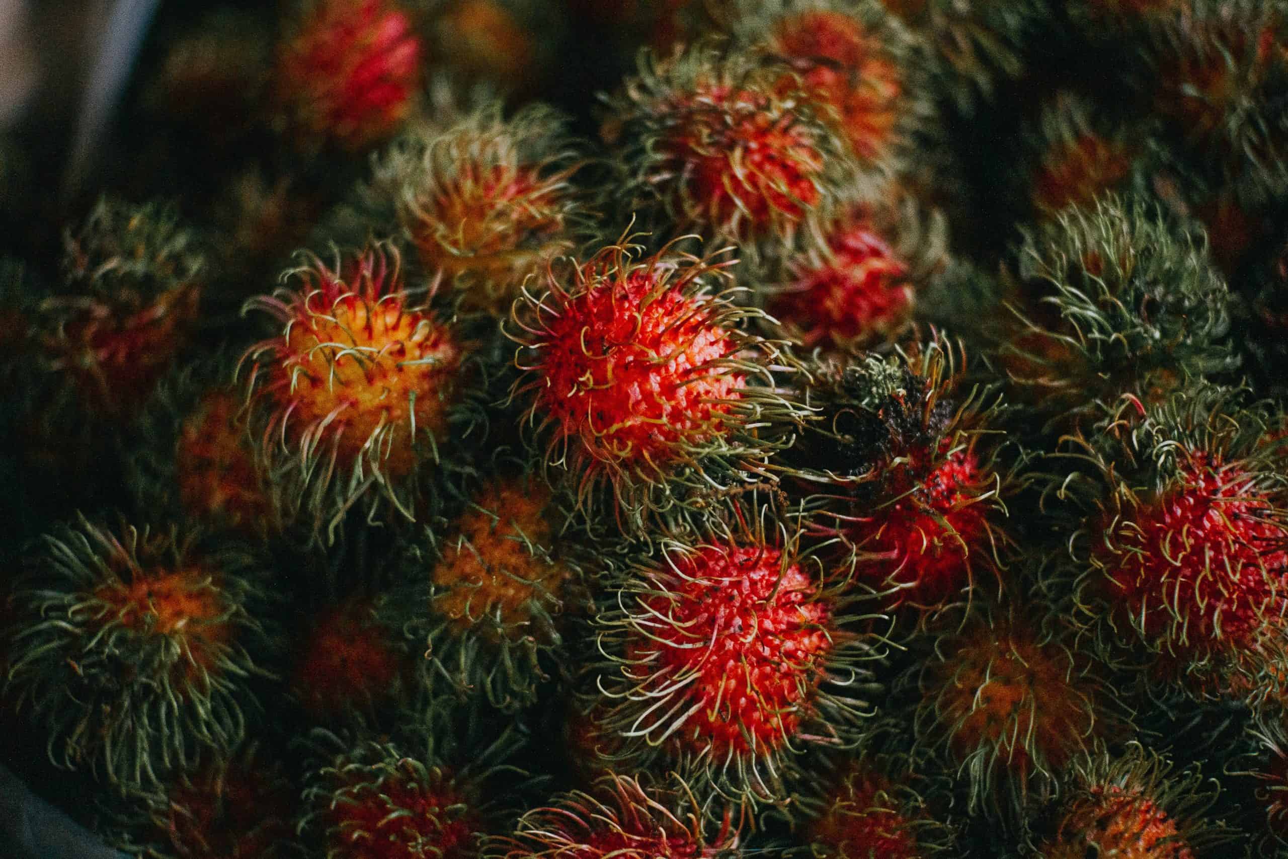 Exotic El Salvador Fruits - 30 Fruits in El Salvador to Try