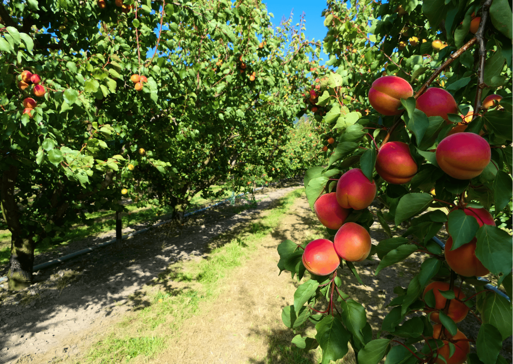 Fruits in Switzerland: 10 Seasonal Fruits in Switzerland 3 fruits in switzerland, seasonal fruits in switzerland