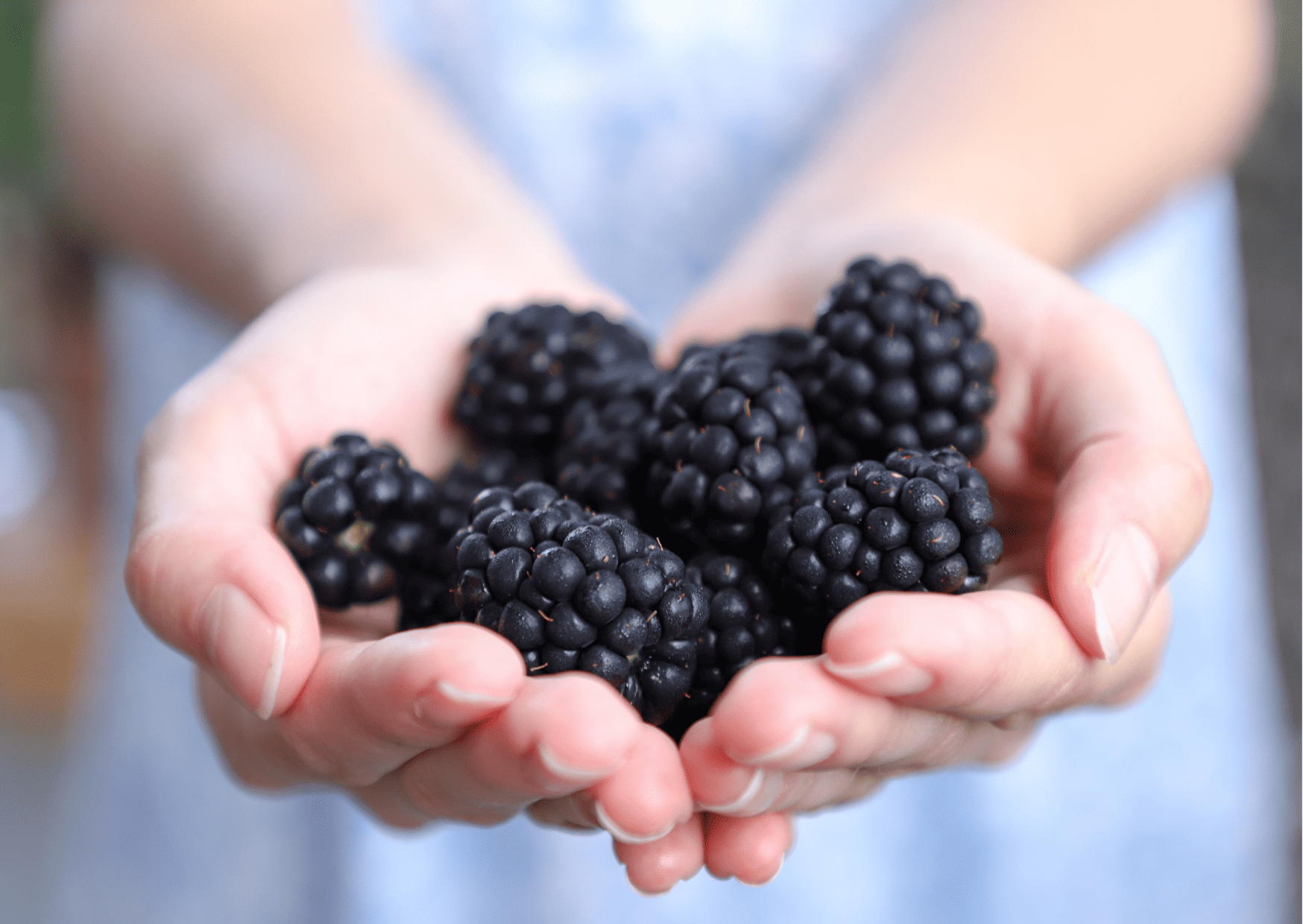Fruits in Switzerland: 10 Seasonal Fruits in Switzerland