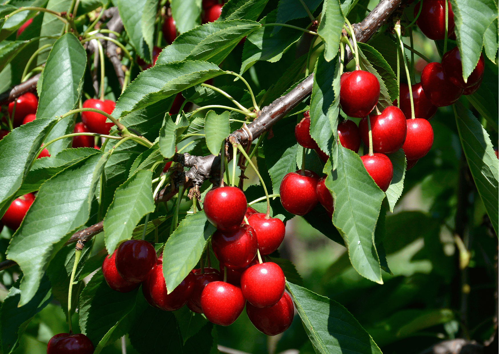 Fruits in Switzerland: 10 Seasonal Fruits in Switzerland 2 fruits in switzerland, seasonal fruits in switzerland