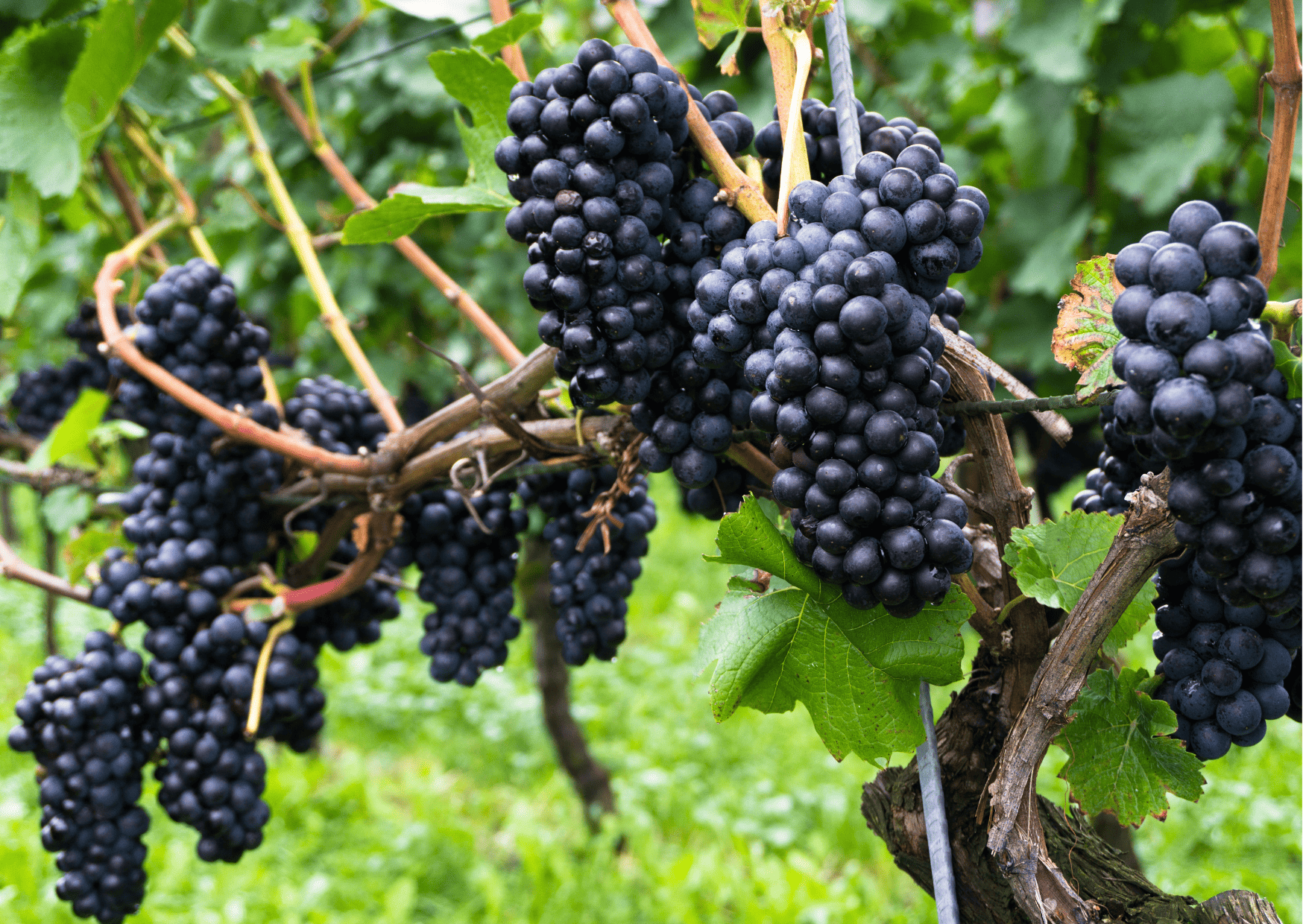 Fruits in Switzerland: 10 Seasonal Fruits in Switzerland 5 fruits in switzerland, seasonal fruits in switzerland