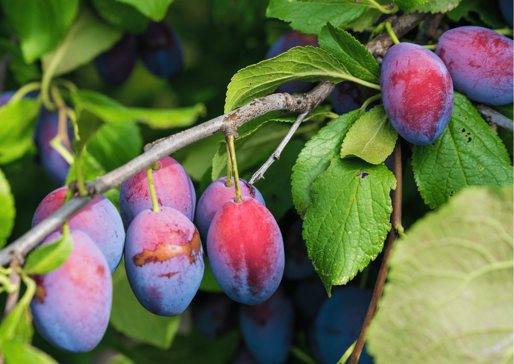 Fruits in Switzerland: 10 Seasonal Fruits in Switzerland 4 fruits in switzerland, seasonal fruits in switzerland