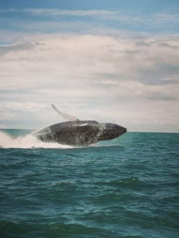 Uvita Whale Watching: Best Uvita Whale Watching in Costa Rica