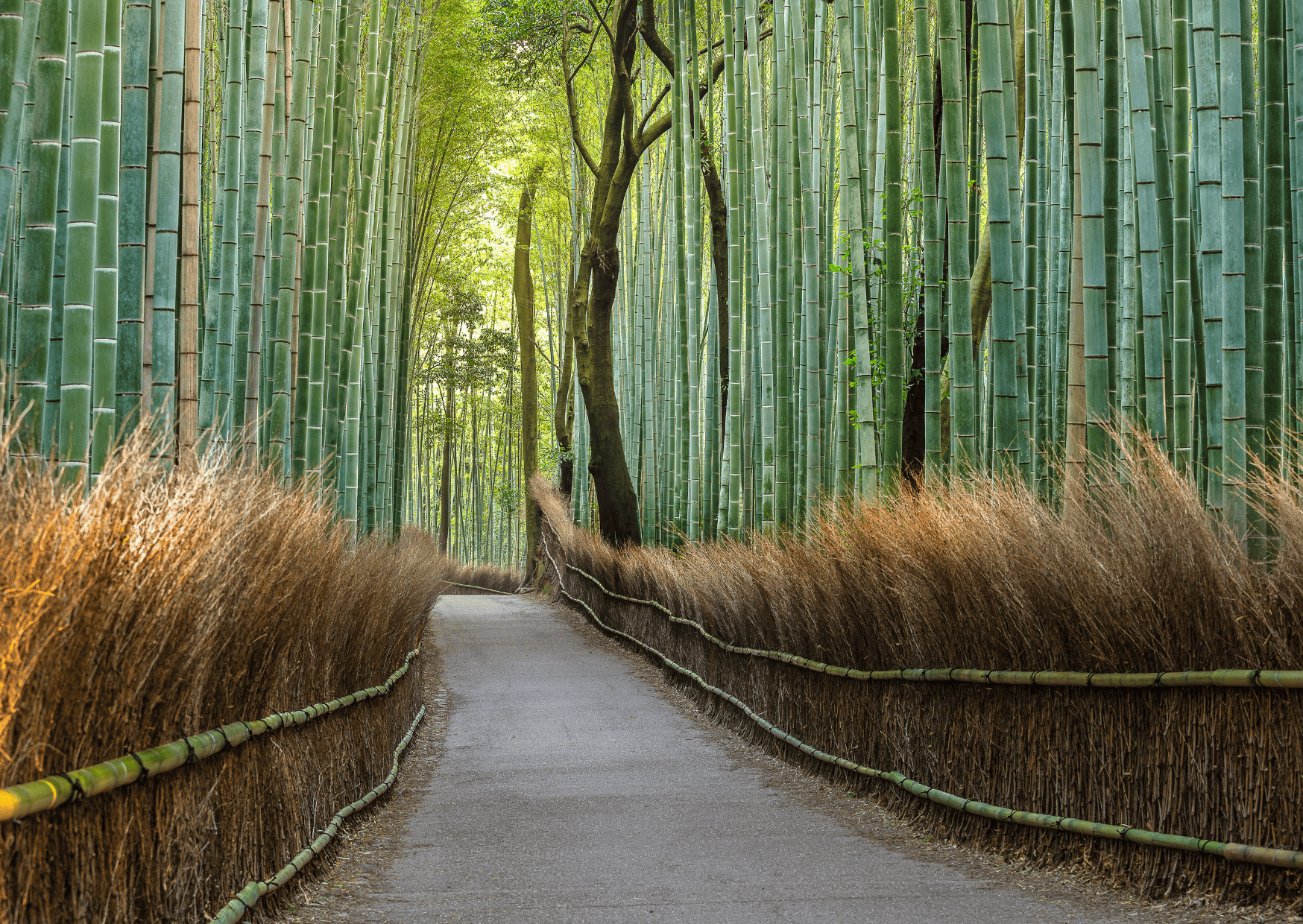 An ultra guide on 28 things to know before visiting Japan 